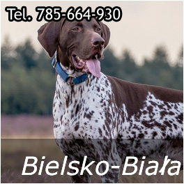 karmy dla psów Bielsko-Biała